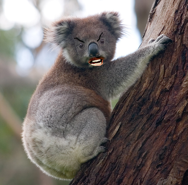 610px-Drop_bear.PNG