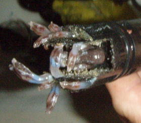 Goosenck Barnacles