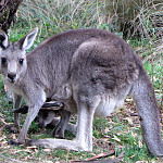 icon Jindabyne