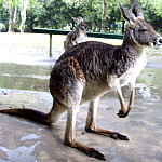 Thumb for Queensland