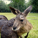 Thumb for Queensland